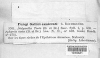 Seimatosporium tostum image